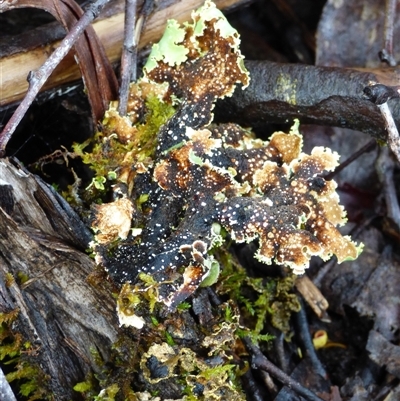 Unverified Lichen at Cradle Mountain, TAS - 17 Nov 2020 by VanessaC