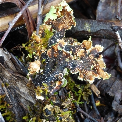 Unidentified Lichen at Cradle Mountain, TAS - 17 Nov 2020 by VanessaC