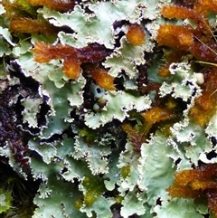 Unidentified Lichen at Cradle Mountain, TAS - 16 Nov 2020 by VanessaC