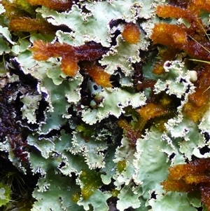 Unidentified Lichen at Cradle Mountain, TAS by VanessaC