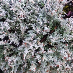 Unidentified Lichen at Cradle Mountain, TAS - 17 Nov 2020 by VanessaC