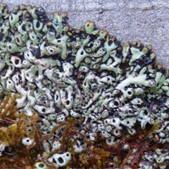 Unidentified Lichen at Cradle Mountain, TAS - 16 Nov 2020 by VanessaC