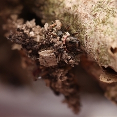 Conoeca guildingi (A case moth) at Monash, ACT - 27 Dec 2024 by debhart