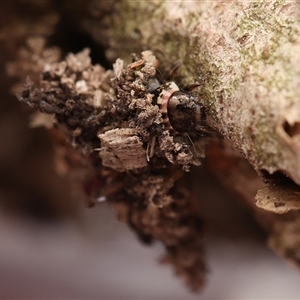 Conoeca guildingi (A case moth) at Monash, ACT by debhart