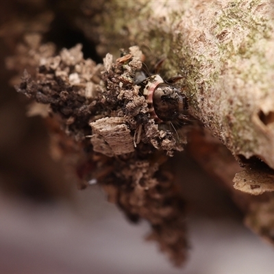 Conoeca guildingi (A case moth) at Monash, ACT - 27 Dec 2024 by debhart
