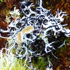 Unidentified Lichen at Cradle Mountain, TAS - 16 Nov 2020 by VanessaC