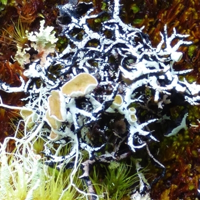 Unidentified Lichen at Cradle Mountain, TAS - 17 Nov 2020 by VanessaC