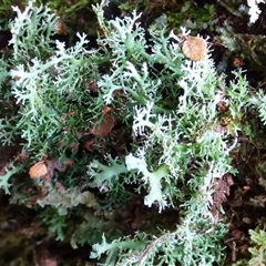 Unidentified Lichen at Cradle Mountain, TAS - 16 Nov 2020 by VanessaC