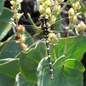 Synthemis eustalacta (Swamp Tigertail) at Booth, ACT by JohnBundock