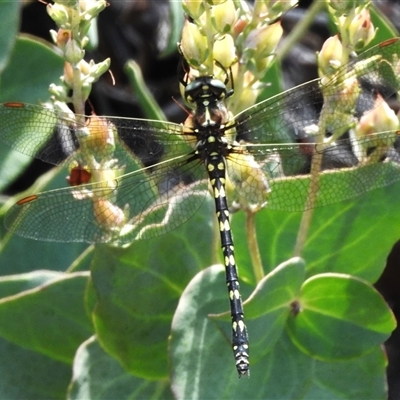 Synthemis eustalacta (Swamp Tigertail) at Booth, ACT - 3 Jan 2025 by JohnBundock