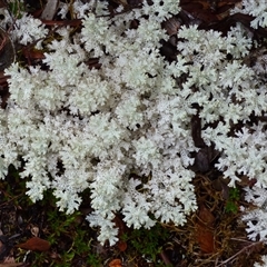 Unidentified Lichen at Cradle Mountain, TAS - 15 Nov 2020 by VanessaC