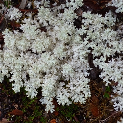 Unidentified Lichen at Cradle Mountain, TAS - 16 Nov 2020 by VanessaC