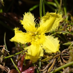 Nymphoides montana (Marshwort) at Bendoura, NSW - 30 Oct 2024 by RobG1