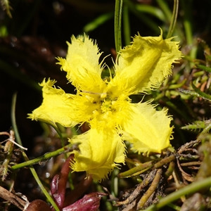 Nymphoides montana (Marshwort) at Bendoura, NSW by RobG1