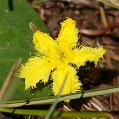 Nymphoides montana at Bendoura, NSW - 30 Oct 2024 11:37 AM