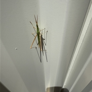 Acrida conica (Giant green slantface) at Lyons, ACT by ran452