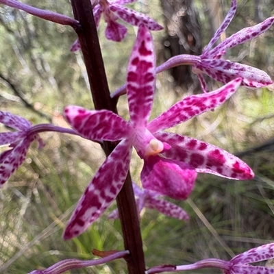 Dipodium punctatum (Blotched Hyacinth Orchid) at Cotter River, ACT - 3 Jan 2025 by LukeMcElhinney