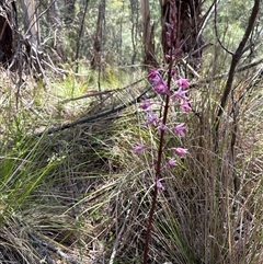 Dipodium punctatum at Cotter River, ACT - suppressed