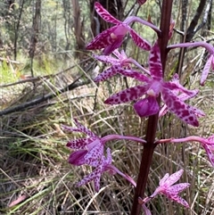 Dipodium punctatum at Cotter River, ACT - suppressed