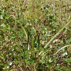 Cycnogeton procerum (Nareli, Swamp Arrowgrass) at Bendoura, NSW - 30 Oct 2024 by RobG1