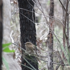 Cacomantis flabelliformis (Fan-tailed Cuckoo) at Hill Top, NSW - 18 Dec 2024 by Span102