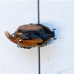 Chondropyga dorsalis (Cowboy beetle) at Penrose, NSW - 26 Dec 2024 by Aussiegall