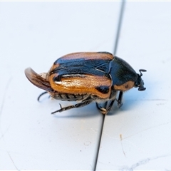 Chondropyga dorsalis at Penrose, NSW - suppressed