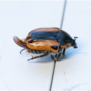 Chondropyga dorsalis at Penrose, NSW - suppressed