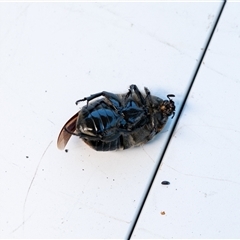 Chondropyga dorsalis at Penrose, NSW - suppressed