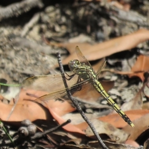 Orthetrum caledonicum (Blue Skimmer) at Hill Top, NSW by Span102