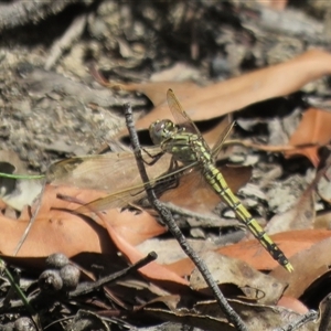 Orthetrum caledonicum at Hill Top, NSW - 18 Dec 2024 01:57 PM