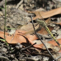 Orthetrum caledonicum at Hill Top, NSW - 18 Dec 2024 01:57 PM