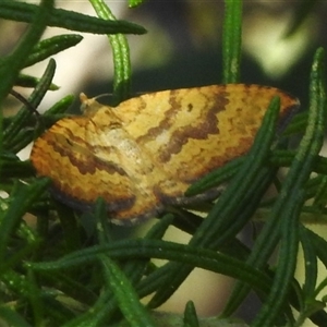 Chrysolarentia polyxantha (Yellow Carpet Moth) at Booth, ACT by JohnBundock