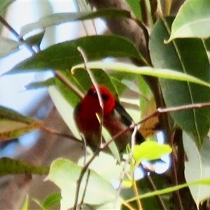 Myzomela sanguinolenta (Scarlet Honeyeater) at Hill Top, NSW by Span102