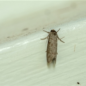 Lepidoscia (genus) ADULT (A Case moth) at Penrose, NSW by Aussiegall