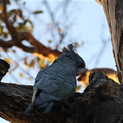 Callocephalon fimbriatum (Gang-gang Cockatoo) at Deakin, ACT - 27 Dec 2024 by LisaH