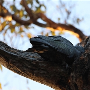 Callocephalon fimbriatum at Deakin, ACT - 27 Dec 2024