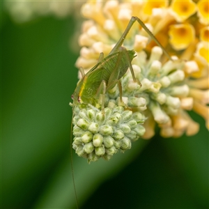 Caedicia simplex (Common Garden Katydid) at Penrose, NSW by Aussiegall