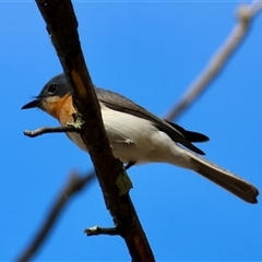 Myiagra rubecula (Leaden Flycatcher) at Deakin, ACT - 30 Dec 2024 by LisaH