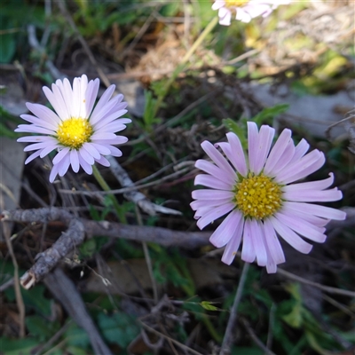 Calotis glandulosa (Mauve Burr-daisy) at Bendoura, NSW - 30 Oct 2024 by RobG1