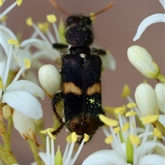 Eleale pulchra (Clerid beetle) at Deakin, ACT - 31 Dec 2024 by LisaH