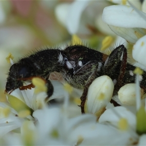 Eleale pulchra at Deakin, ACT - suppressed