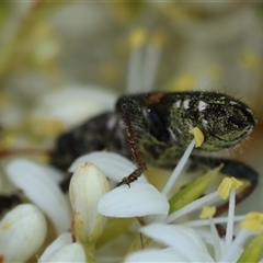 Eleale pulchra at Deakin, ACT - suppressed