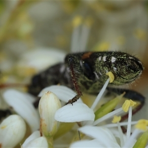 Eleale pulchra at Deakin, ACT - suppressed