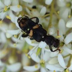 Eleale pulchra at Deakin, ACT - suppressed