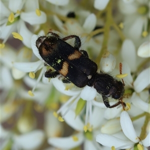 Eleale pulchra at Deakin, ACT - suppressed