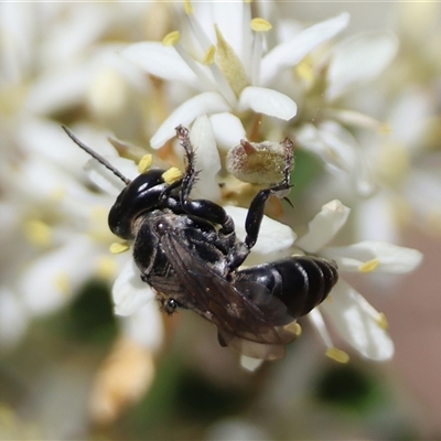 Unverified Wasp (Hymenoptera, Apocrita) at Deakin, ACT - 31 Dec 2024 by LisaH