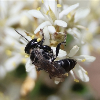 Unidentified Wasp (Hymenoptera, Apocrita) at Deakin, ACT - 31 Dec 2024 by LisaH