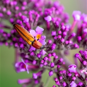 Elateridae (family) at Penrose, NSW - suppressed