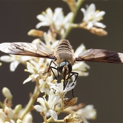 Comptosia sp. (genus) (Unidentified Comptosia bee fly) at Hughes, ACT - 31 Dec 2024 by LisaH